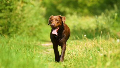 Hundebetreuung Friedrichshain 1